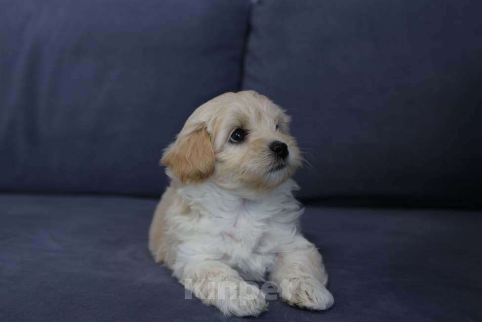 Собаки в Москве: Мальтипу щенок F1 девочка кремовая + милый видеоархив взросления 🐶 Девочка, Бесплатно - фото 2