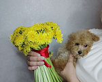 Собаки в Москве: Мальтипу девочка Девочка, 69 900 руб. - фото 1