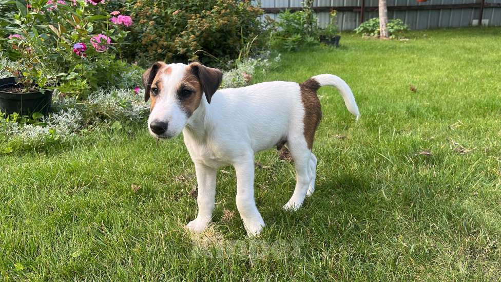 Собаки в других городах Московской области: Водолазик  Мальчик, 20 000 руб. - фото 2