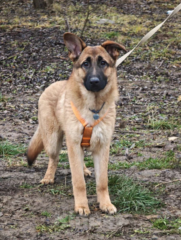 Собаки в Москве: Микки ищет дом Мальчик, Бесплатно - фото 2