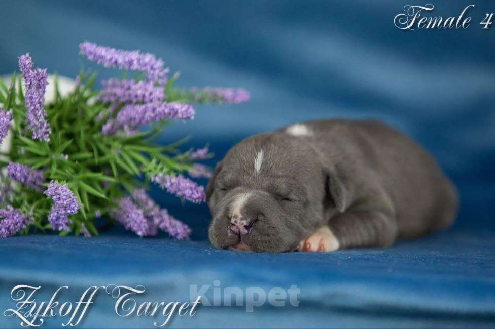 Собаки в Москве: Щенки амстаффа голубого окраса  Мальчик, 70 000 руб. - фото 3