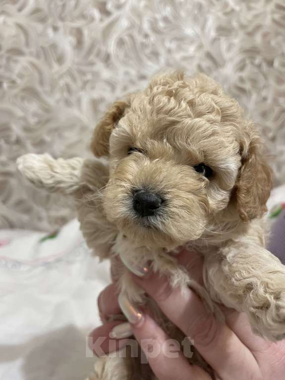 Собаки в Нижнем Новгороде: Той-пудель девочка (темная)  Девочка, 55 000 руб. - фото 2