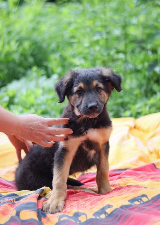 Собаки в Москве: Щенок 2х месяцев Рафаэль в добрые руки  Мальчик, Бесплатно - фото 2