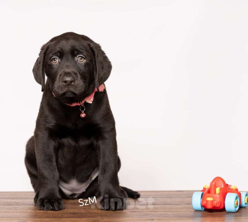 Собаки в Курске: Щенки лабрадора ретривера  Девочка, Бесплатно - фото 2