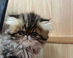Кошки в Москве: Котята персы экзоты Девочка, 35 000 руб. - фото 5