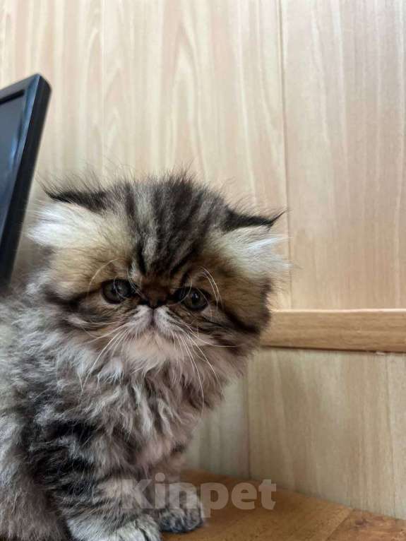 Кошки в Москве: Котята персы экзоты Девочка, 34 999 руб. - фото 5