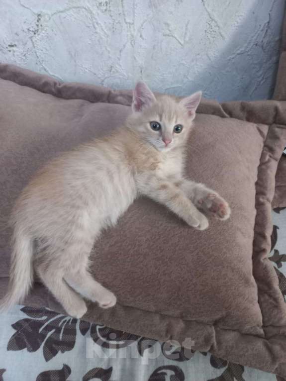 Кошки в Феодосии: Отдам котенка в хорошие руки! Мальчик, 1 руб. - фото 2