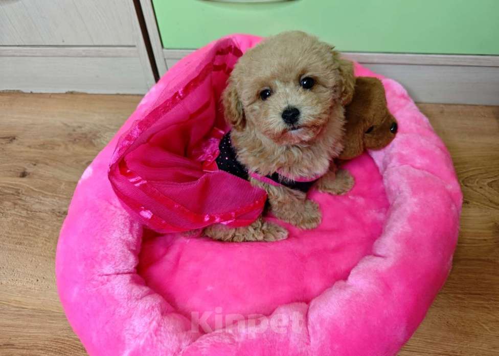 Собаки в Москве: Мальтипу Тедди девочка Девочка, 150 000 руб. - фото 4