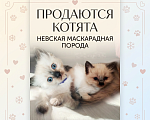 Кошки в Геленджике: невские маскарадные котята Мальчик, 10 000 руб. - фото 5