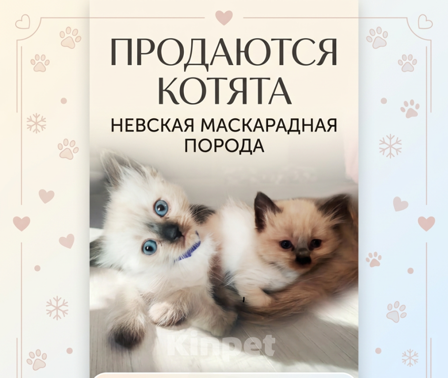 Кошки в Геленджике: невские маскарадные котята Мальчик, 10 000 руб. - фото 5