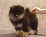 Собаки в Солнечногорске: Продажа щенка  Мальчик, Бесплатно - фото 3