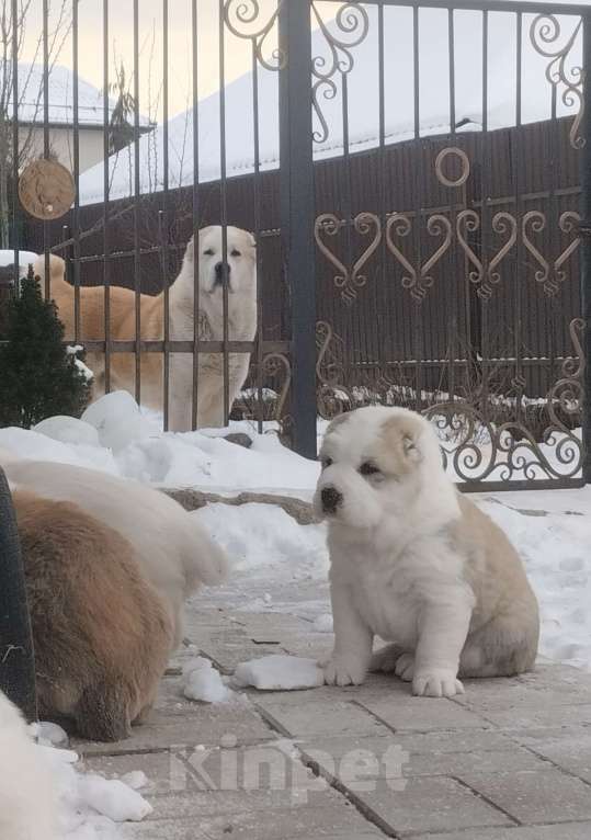 Собаки в Пскове: Среднеазиатская овчарка щенок алабай Девочка, 60 000 руб. - фото 1