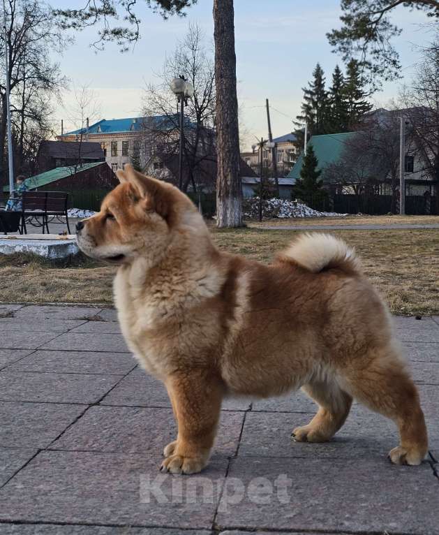 Собаки в Тюмени: Смуф-кобель Мальчик, Бесплатно - фото 1