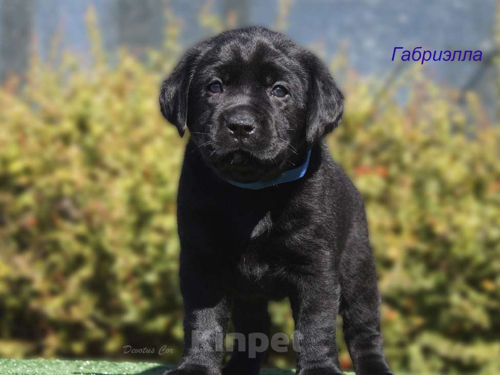 Собаки в Волжском: Щенки лабрадора Девочка, 55 000 руб. - фото 6