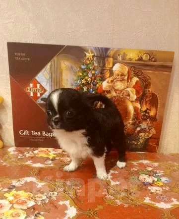 Собаки в Москве: Чудо малыш  Мальчик, 50 000 руб. - фото 1