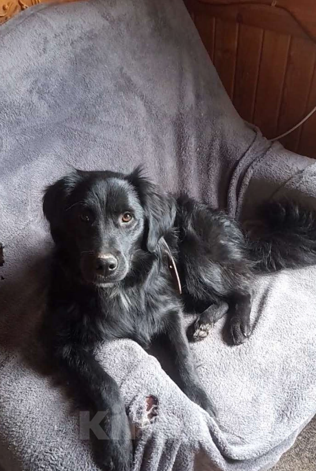 Собаки в Клине: Очаровательный пёс  Мальчик, Бесплатно - фото 3