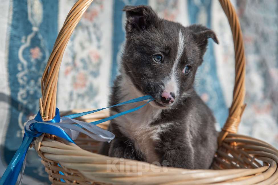 Собаки в Москве: Щенок 2х месяцев Бентли в добрые руки Мальчик, Бесплатно - фото 3