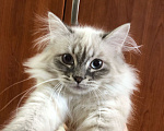 Кошки в Санкт-Петербурге: Невский маскарадный кот Мальчик, 35 000 руб. - фото 1