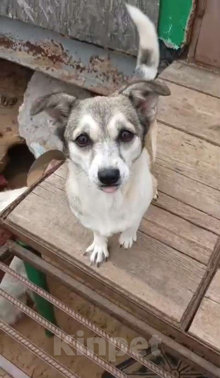 Собаки в Москве: Маленькая Кукла ищет дом и семью Девочка, Бесплатно - фото 5