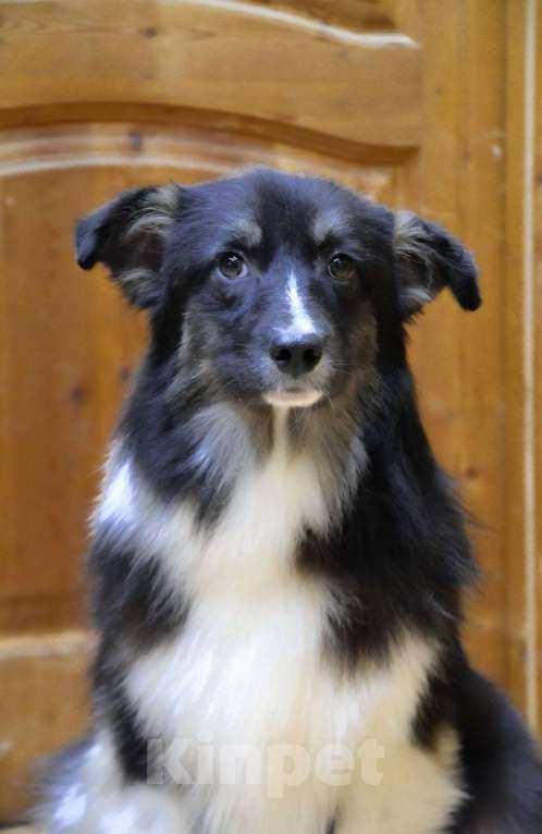 Собаки в Москве: Аусси щенок Австралийская овчарка Мальчик, 25 000 руб. - фото 1