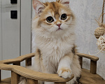 Кошки в Казани: Шотландский прямоухий длинношерстный котенок Мальчик, Бесплатно - фото 2