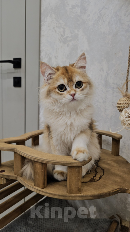 Кошки в Казани: Шотландский прямоухий длинношерстный котенок Мальчик, Бесплатно - фото 2