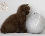 Кошки в Москве: Британский котенок шоколад Мальчик, Бесплатно - фото 3
