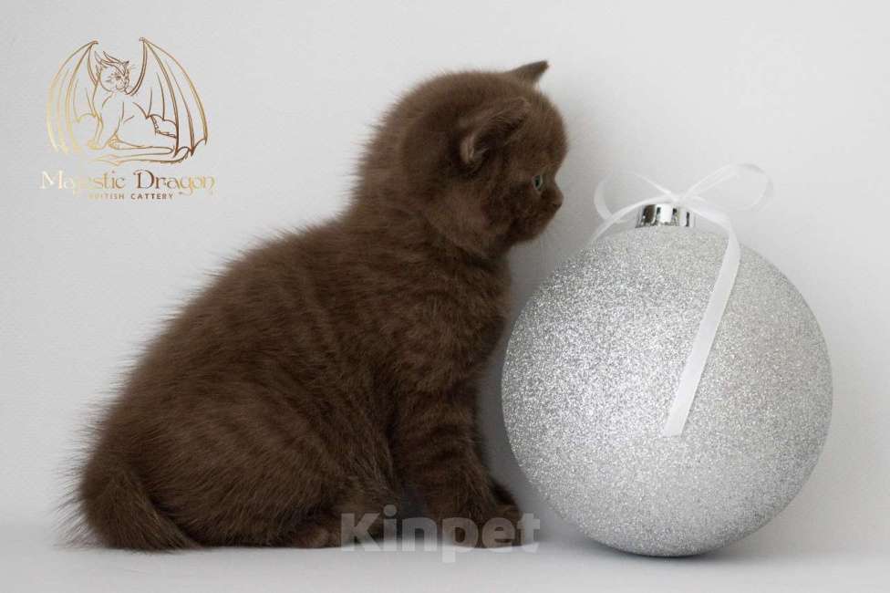 Кошки в Москве: Британский котенок шоколад Мальчик, Бесплатно - фото 3