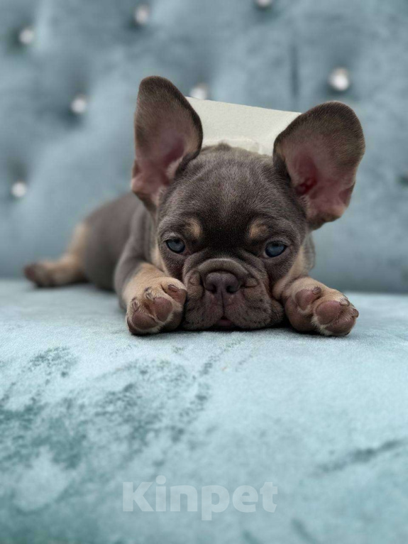 Собаки в Москве: Французский бульдог  Мальчик, 100 000 руб. - фото 5