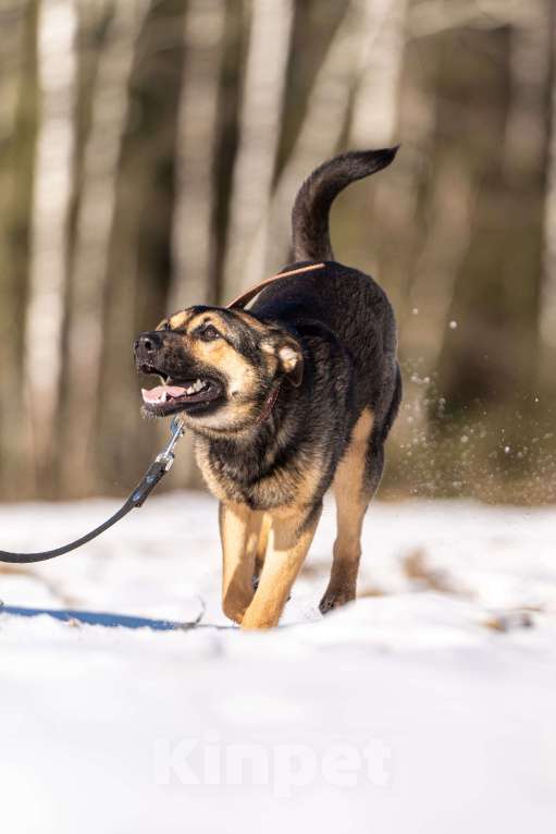 Собаки в Клине: Доня — необыкновенно ласковая собачка Девочка, Бесплатно - фото 2