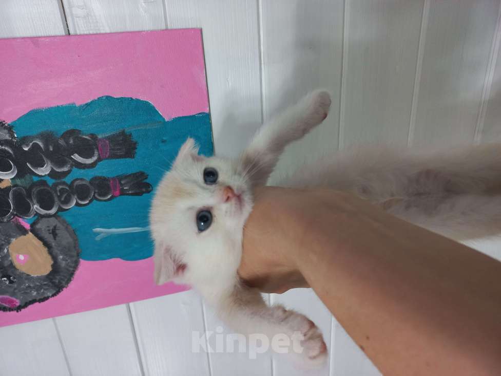 Кошки в Павловском Посаде: Шотландские вислоухие  и прямоухие котята Разнополые, 5 000 руб. - фото 2