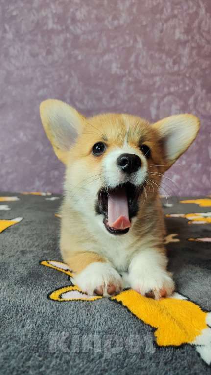 Собаки в Москве: Мальчик Джеймс Бонд Мальчик, 45 000 руб. - фото 1