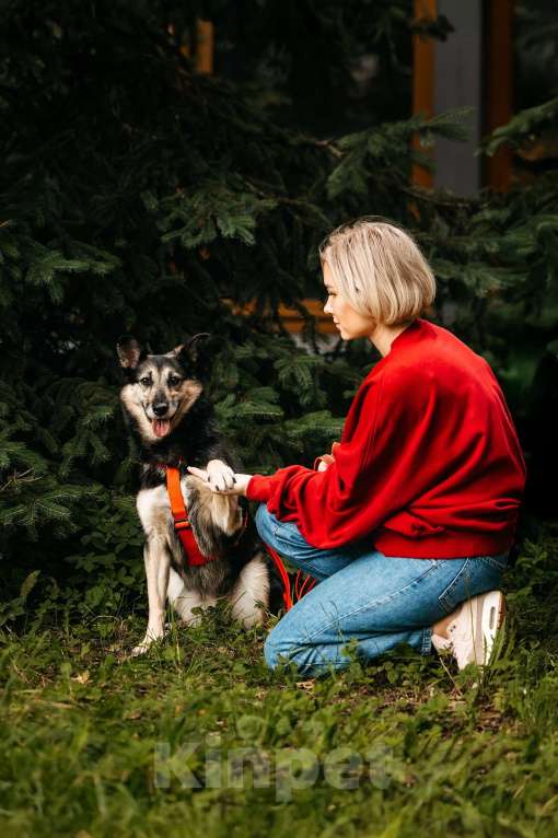 Собаки в Москве: Милая Элси в добрые руки Девочка, Бесплатно - фото 8
