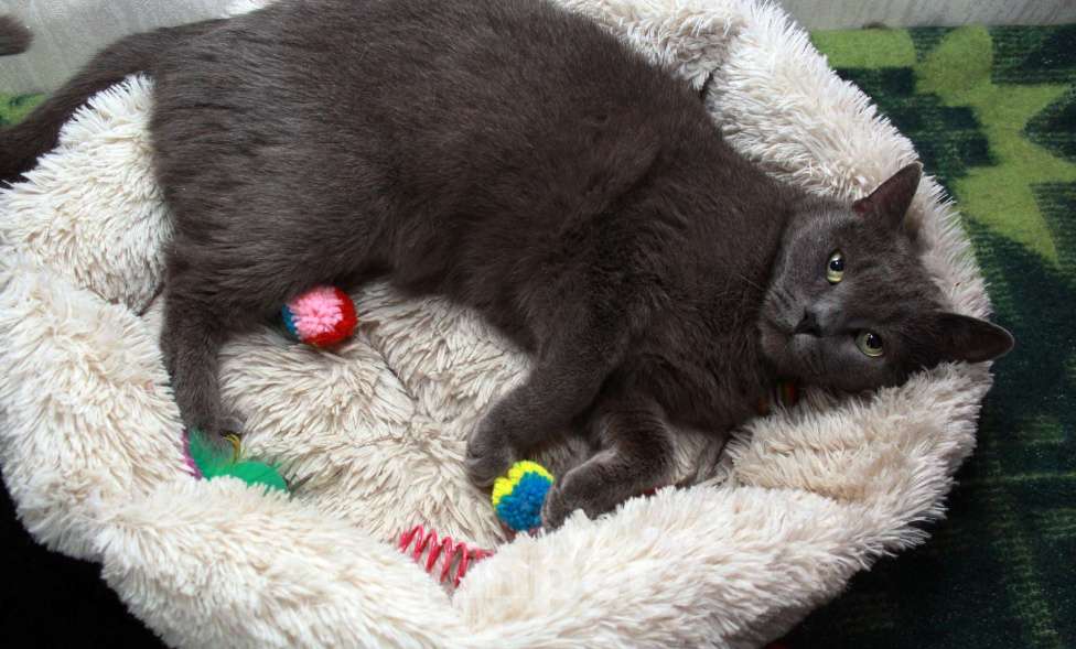 Кошки в Калуге: Серенький Грей ищет дом. Молодой кот в добрые руки. Мальчик, Бесплатно - фото 3