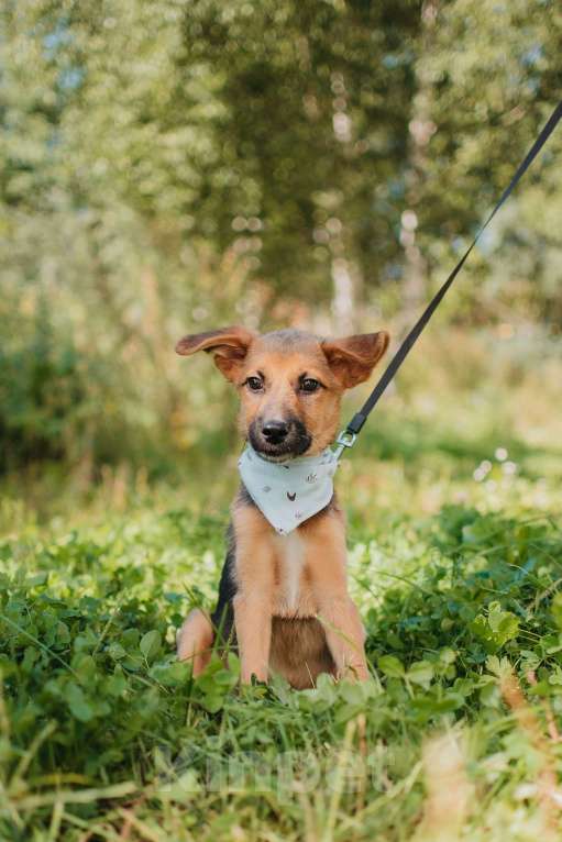 Собаки в Москве: Милейший щенок Карат в добрые руки Мальчик, Бесплатно - фото 3
