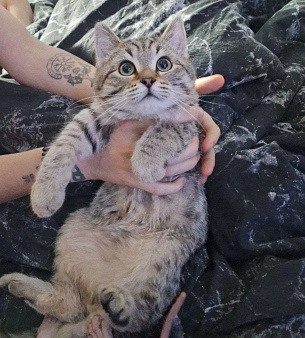 Плюшевый Кузя)