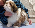Собаки в Москве: Ши-тцу красивый мальчик. Мальчик, Бесплатно - фото 6