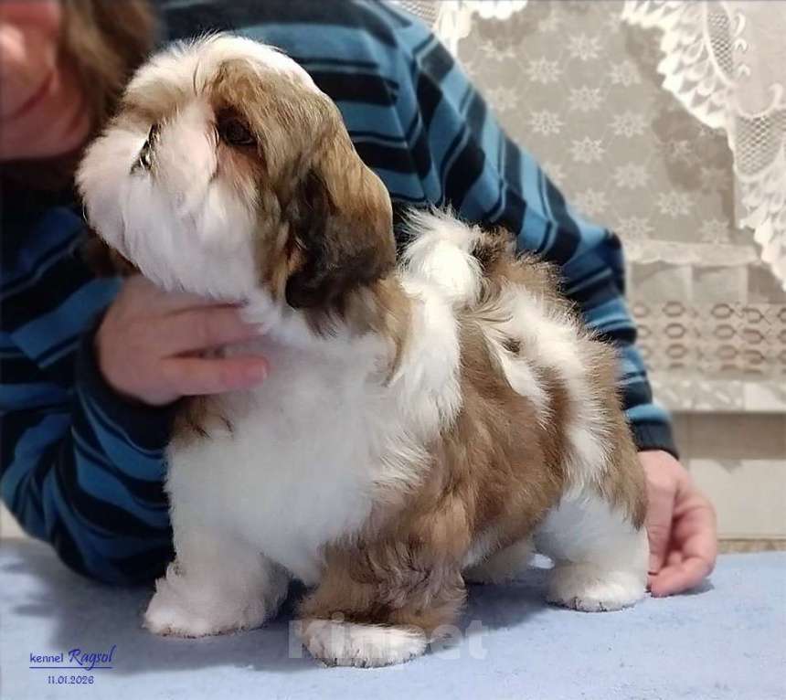 Собаки в Москве: Ши-тцу красивый мальчик. Мальчик, Бесплатно - фото 6