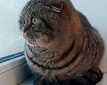 Кошки в Иркутске: Шотландский кот вязка, 1 руб. - фото 2
