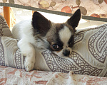 Собаки в Тюмени: Чихуахуа вязка, 1 000 руб. - фото 1