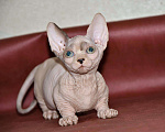 Кошки в Ливны: Кошечка бамбино, 45 000 руб. - фото 1