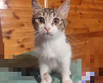 Кошки в Малоархангельске: Котята, Бесплатно - фото 7