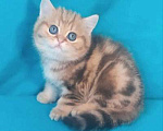 Кошки в Москве: золотой мраморный котик Мальчик, 25 000 руб. - фото 4