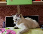 Кошки в Москве: Британские котята  Девочка, 10 000 руб. - фото 3