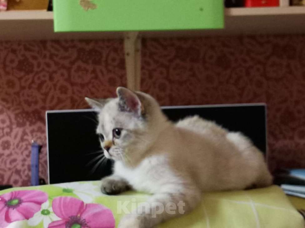 Кошки в Москве: Британские котята  Девочка, 10 000 руб. - фото 3