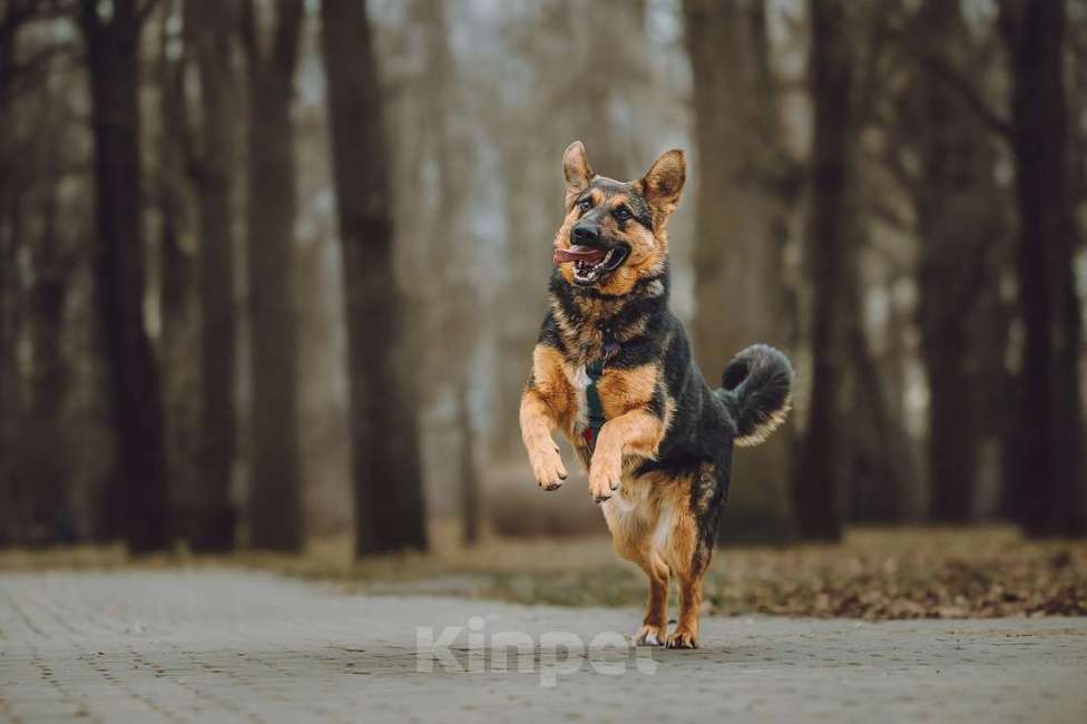 Собаки в Москве: Фьючерс - настоящий медвежонок! В добрые руки Мальчик, Бесплатно - фото 7
