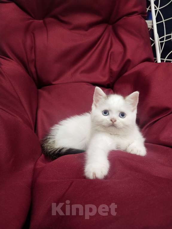 Кошки в Пскове: Черный ван голубоглазый Мальчик, 25 000 руб. - фото 1