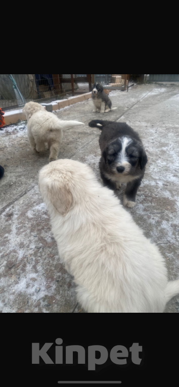 Собаки в Ханты-Мансийске: Борзый  Мальчик, 10 000 руб. - фото 1