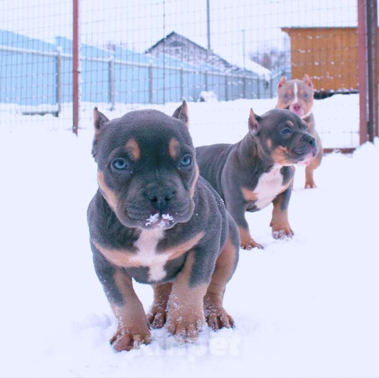 Собаки в других городах Ярославской области: Девочка-булли Девочка, 80 000 руб. - фото 4