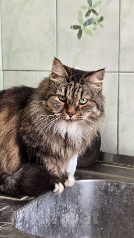 Кошки в Клине: Чарли — он должен снова стать любимым Мальчик, Бесплатно - фото 5